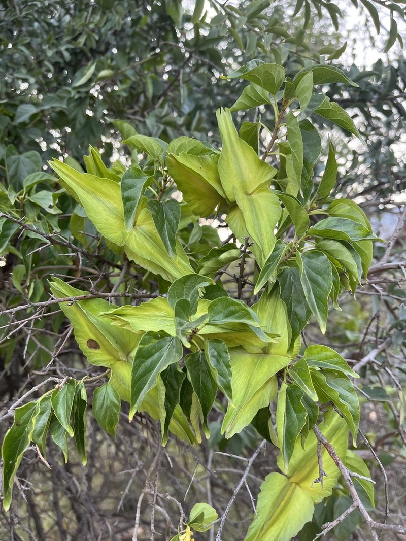 Stephanotis ernstmeyeri photo 7
