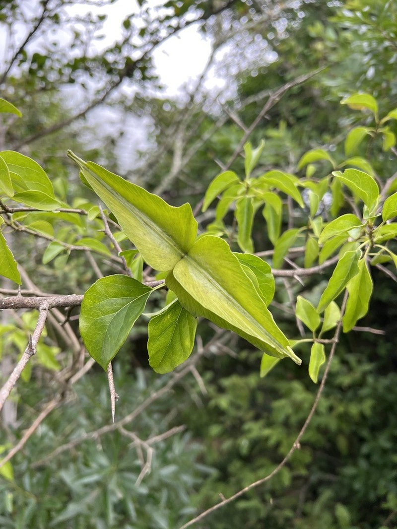 Stephanotis ernstmeyeri photo 8