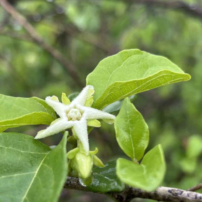 Stephanotis macrantha