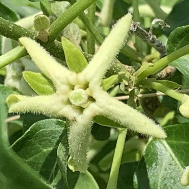 Stephanotis macrantha photo 2