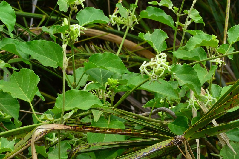 Stephanotis macrantha photo 3