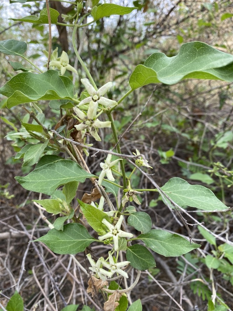 Stephanotis macrantha photo 5
