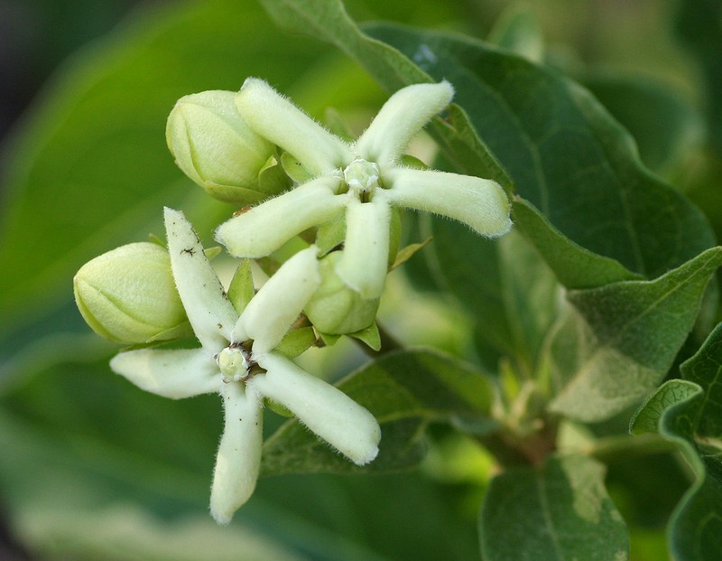 Stephanotis macrantha photo 6