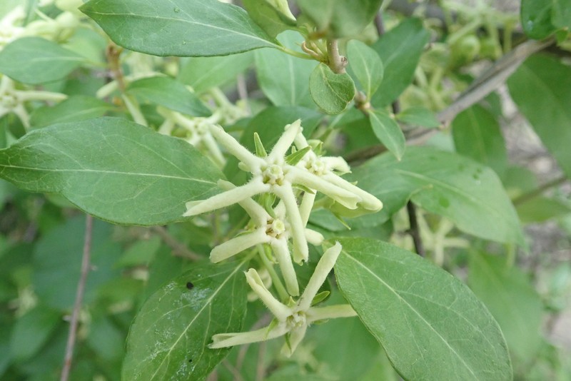 Stephanotis macrantha photo 7