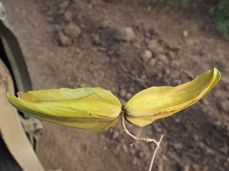Stephanotis rubicunda