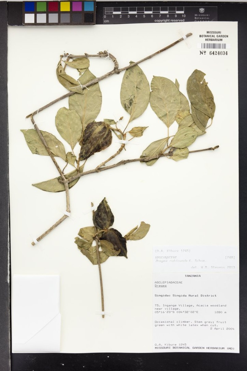 Stephanotis rubicunda photo 2