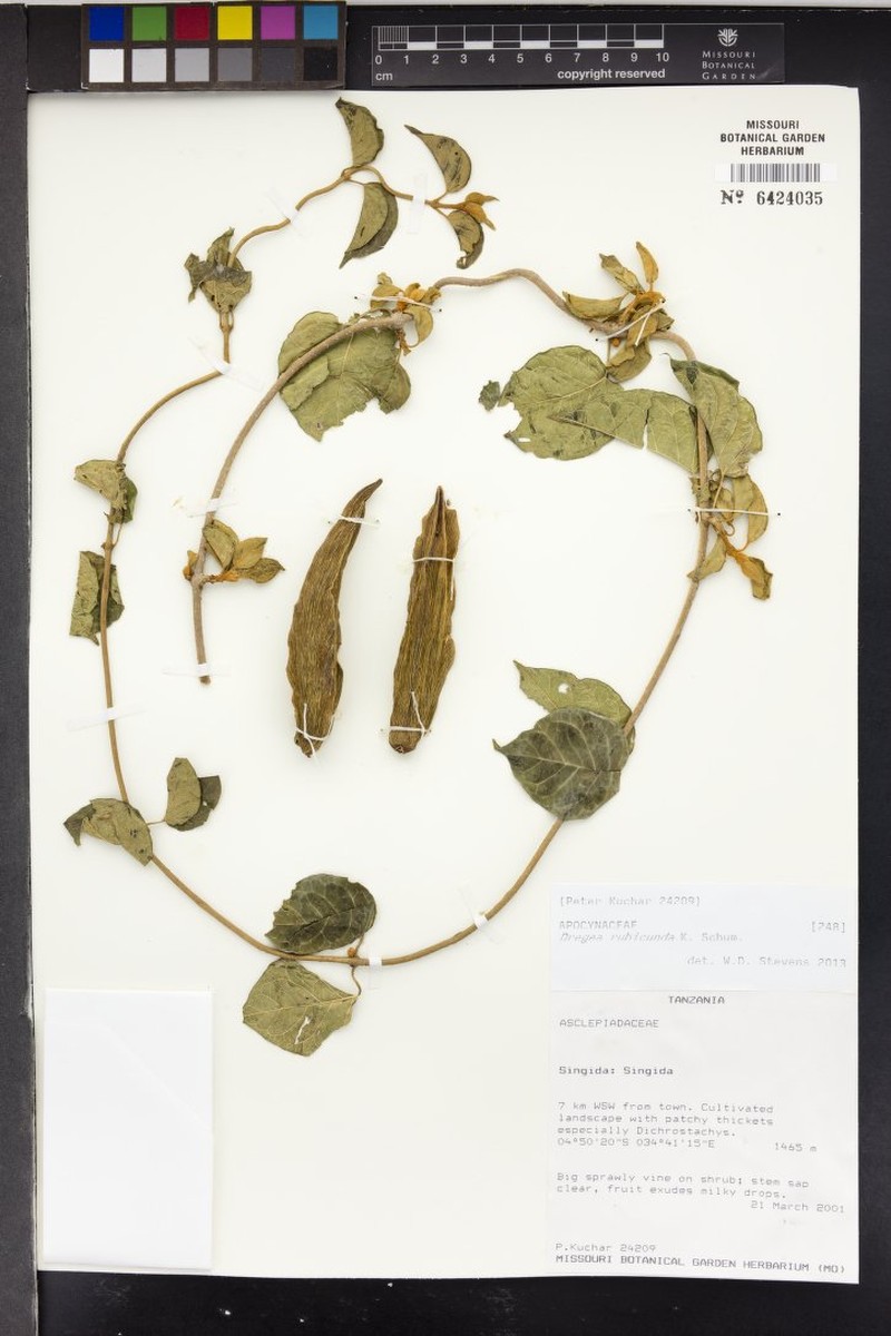 Stephanotis rubicunda photo 3