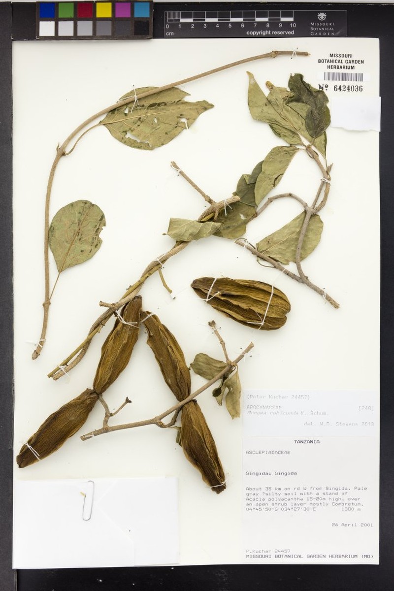 Stephanotis rubicunda photo 4