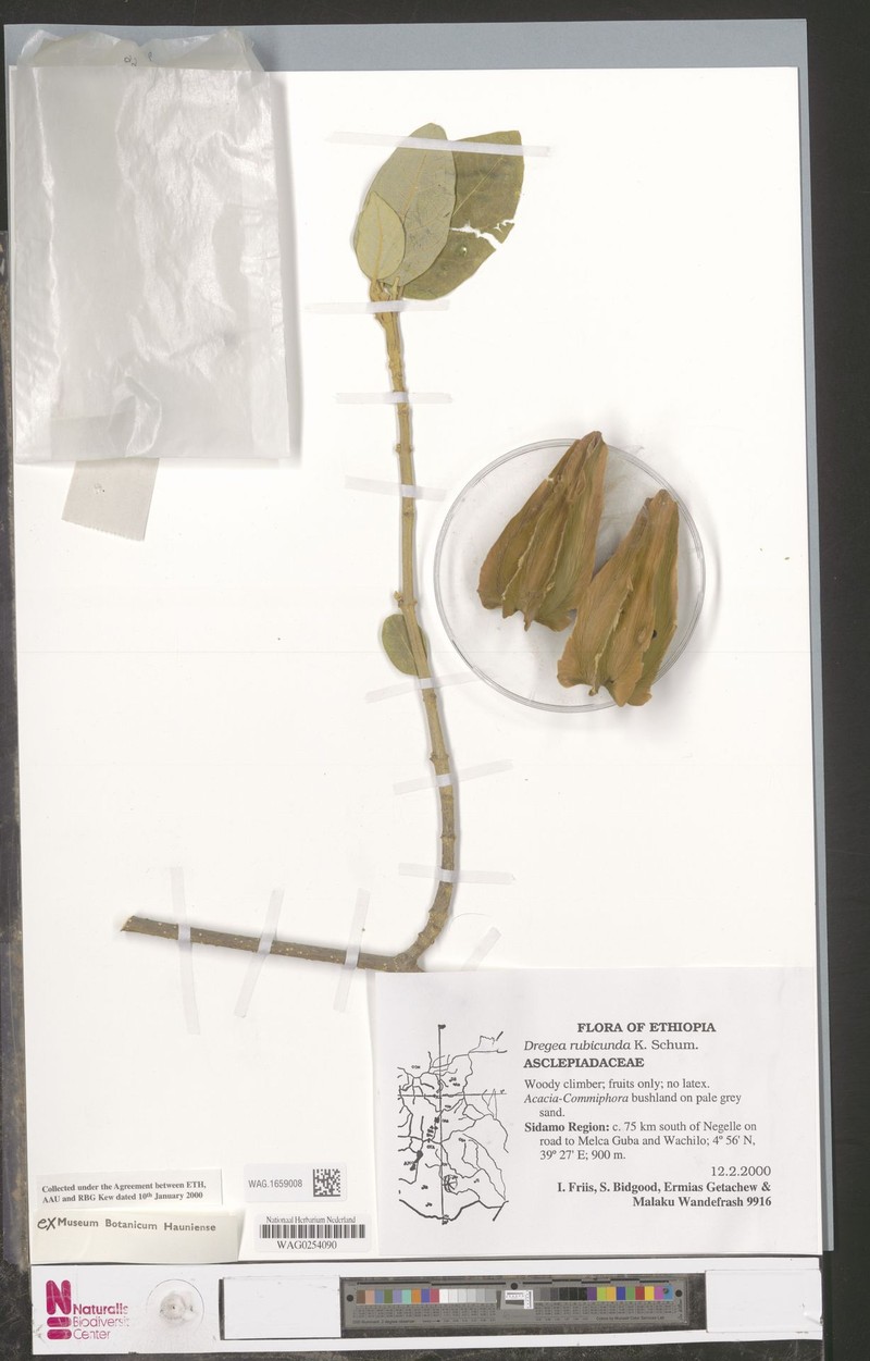 Stephanotis rubicunda photo 5