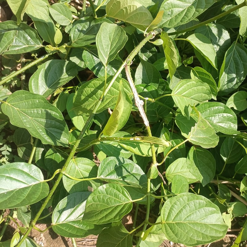 Stephanotis schimperi