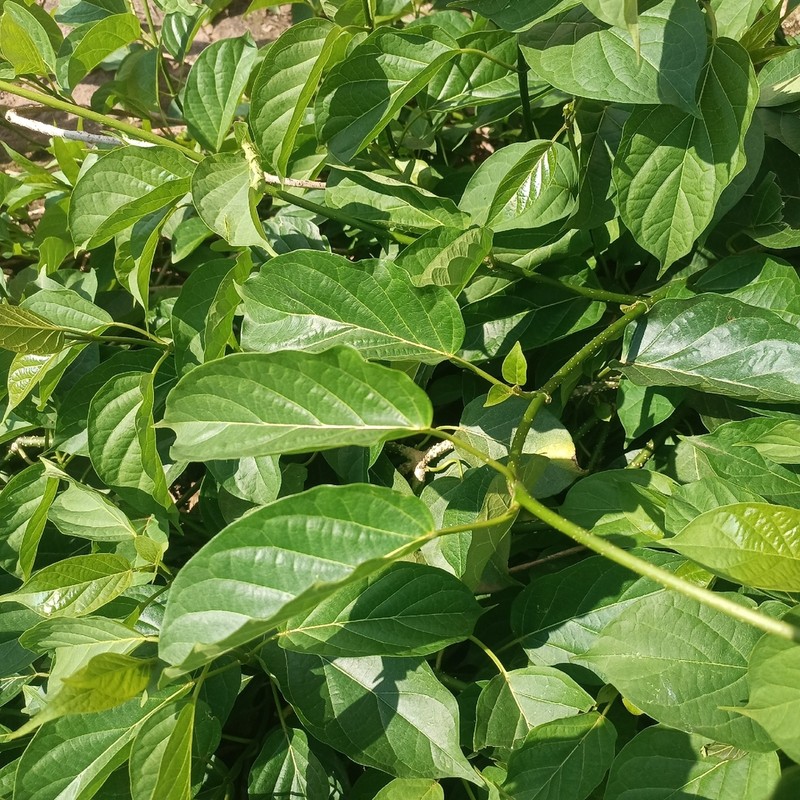 Stephanotis schimperi photo 3