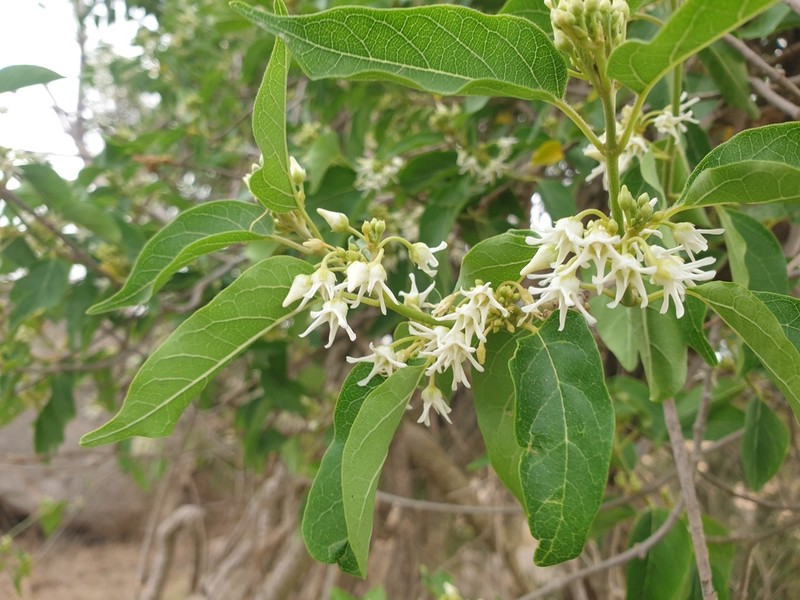 Stephanotis schimperi photo 4