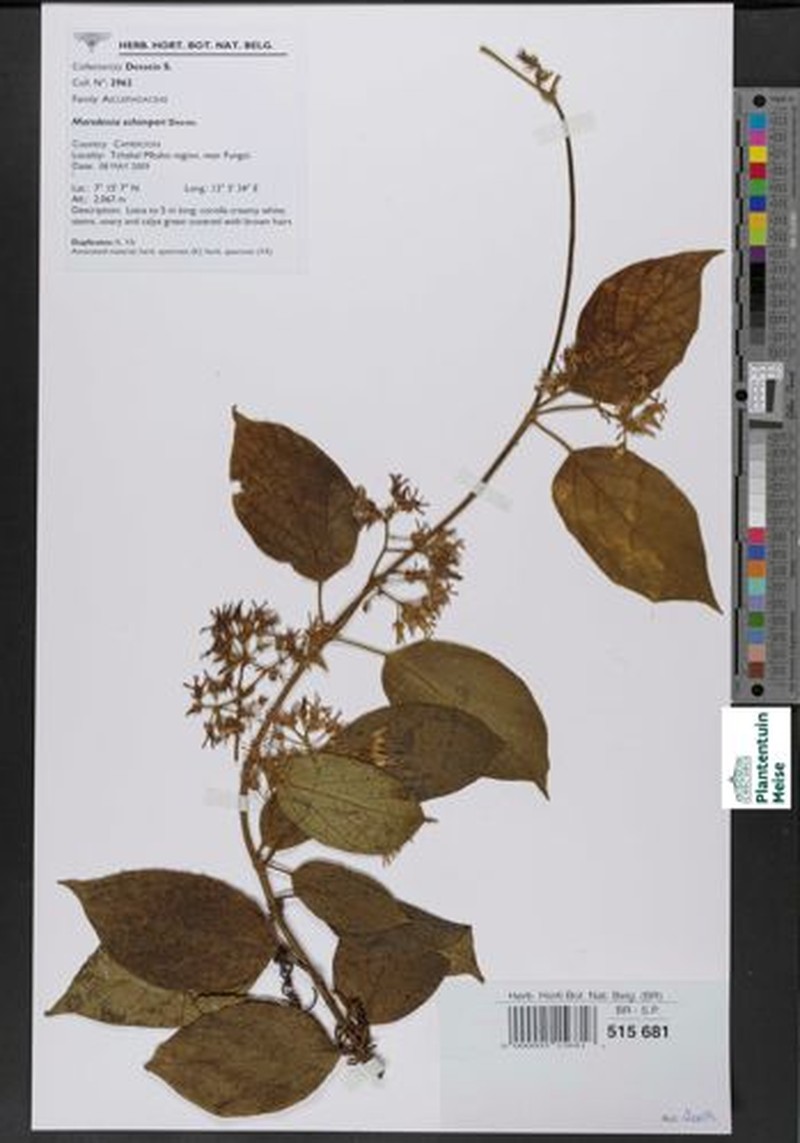 Stephanotis schimperi photo 5