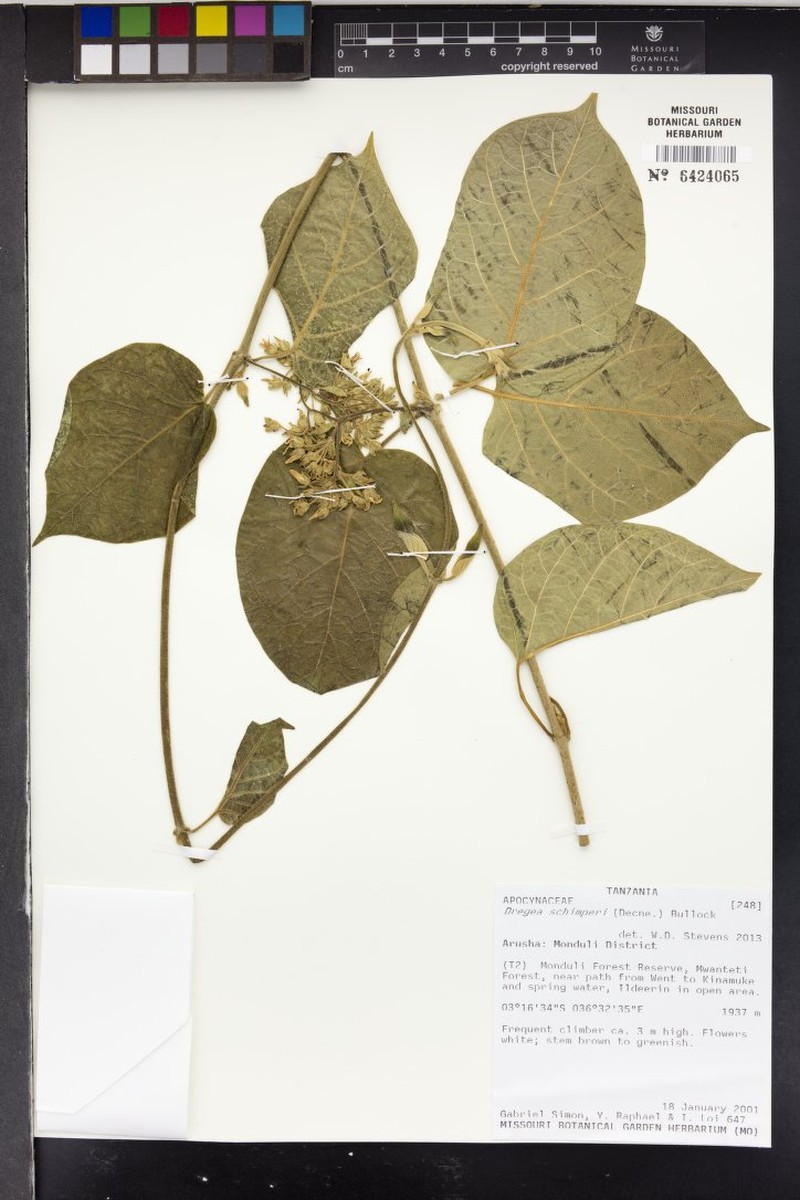 Stephanotis schimperi photo 6