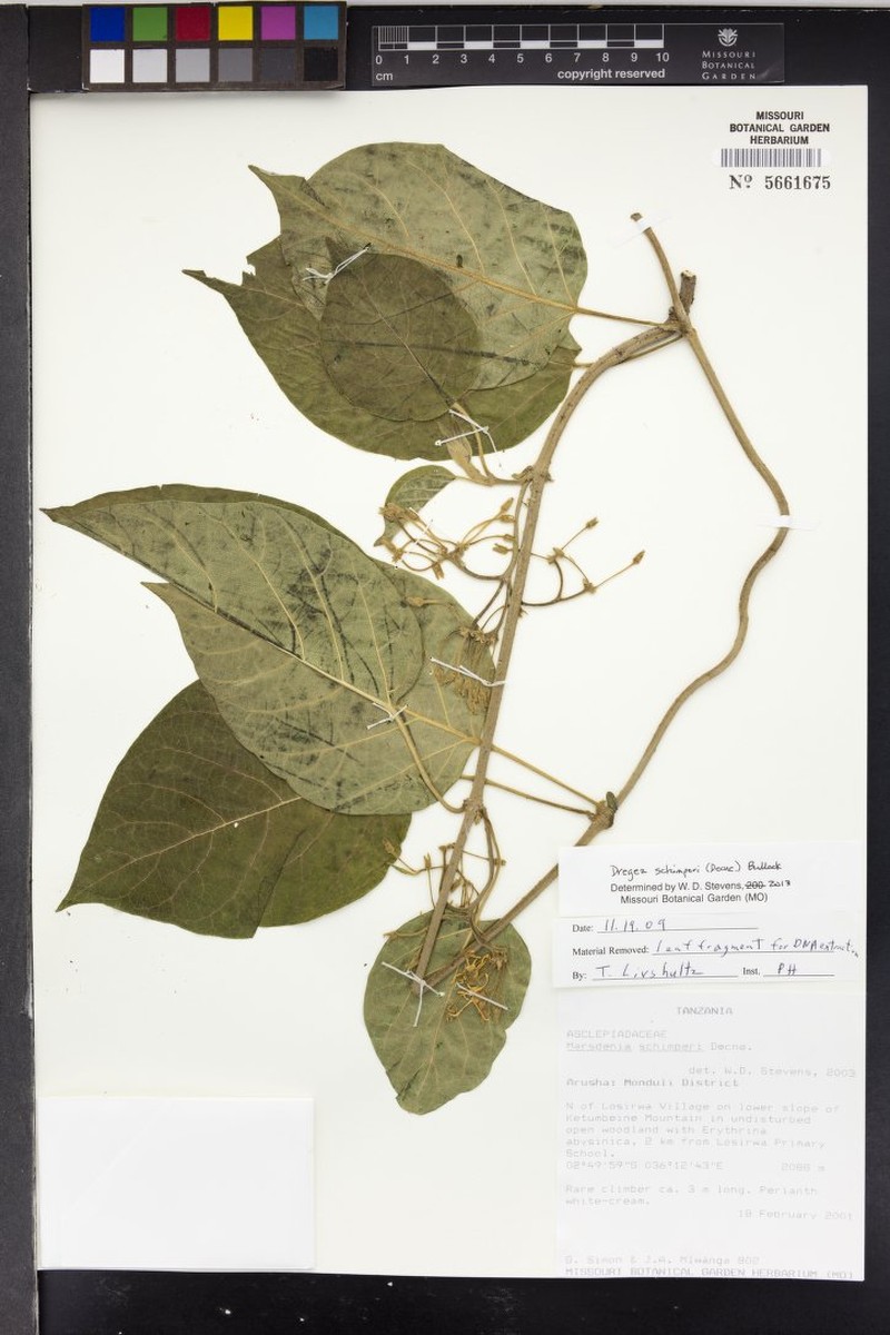 Stephanotis schimperi photo 7