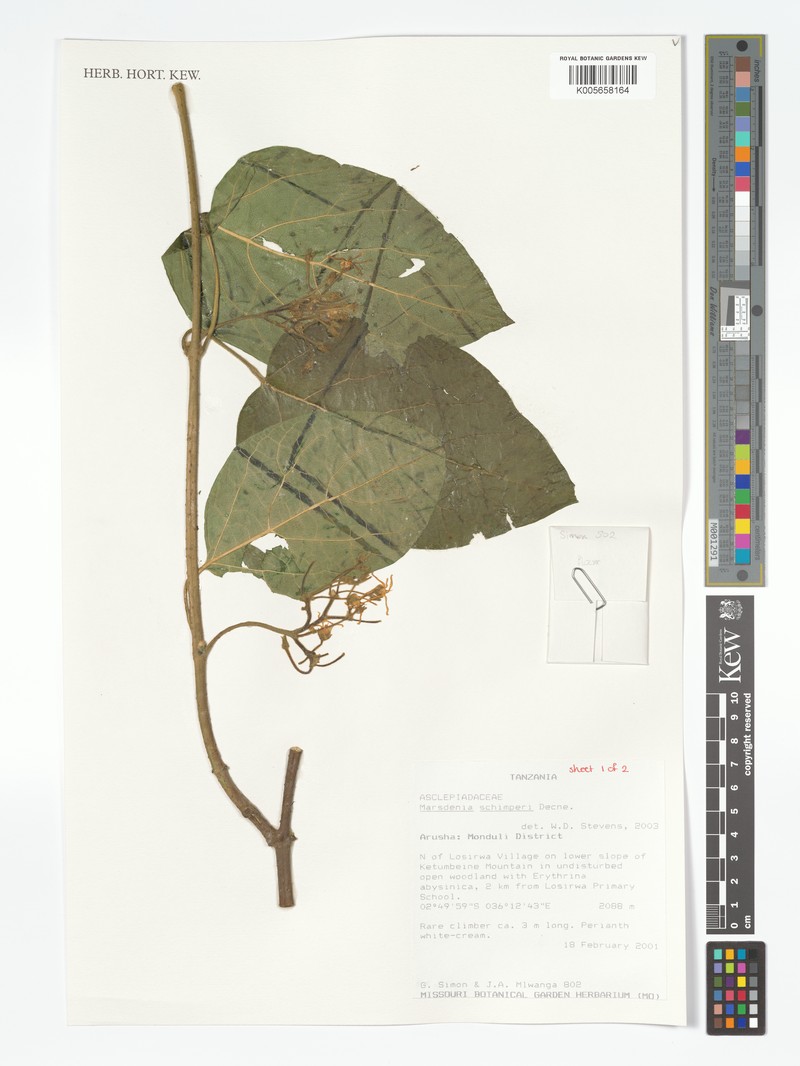 Stephanotis schimperi photo 8