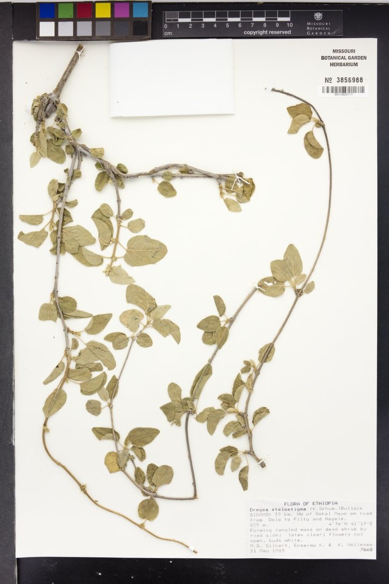 Stephanotis stelostigma