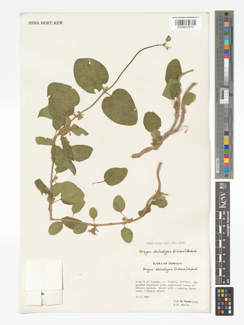 Stephanotis stelostigma photo 2