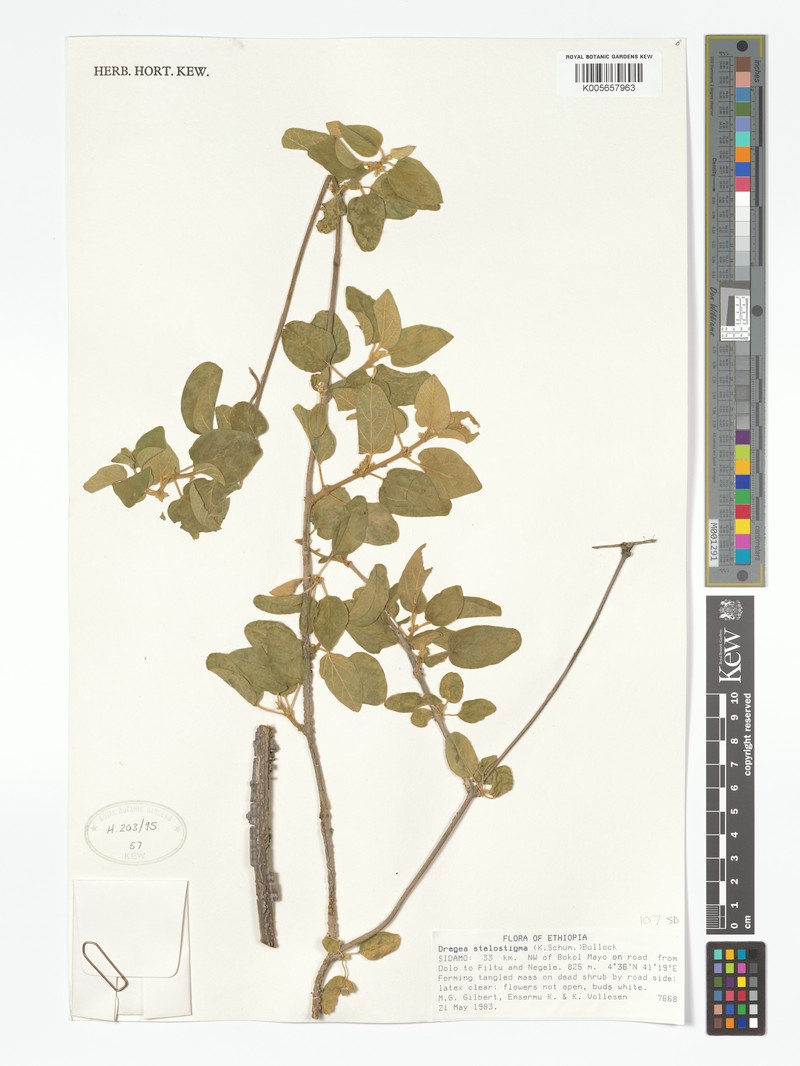 Stephanotis stelostigma photo 3