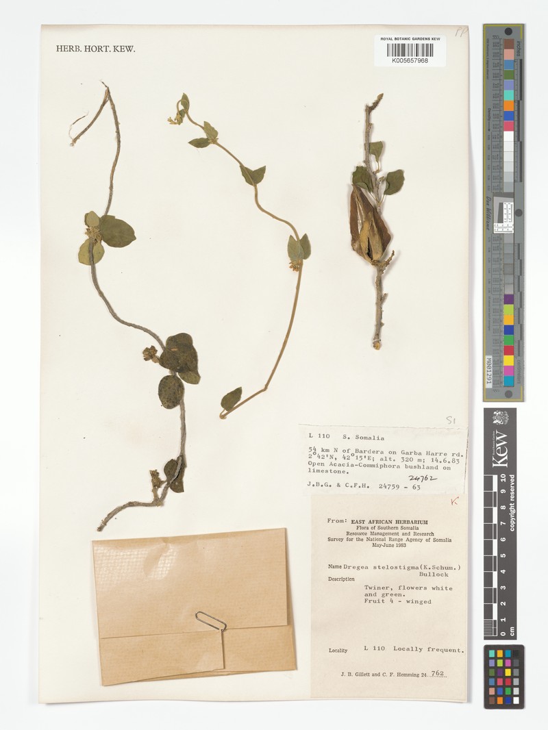 Stephanotis stelostigma photo 4