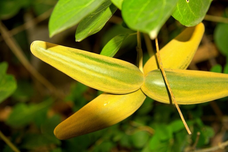 Stephanotis volubilis