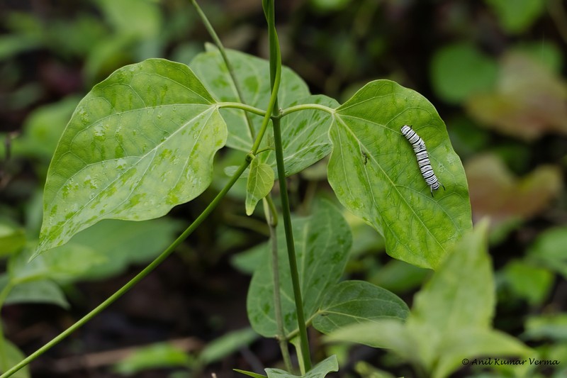 Stephanotis volubilis photo 6