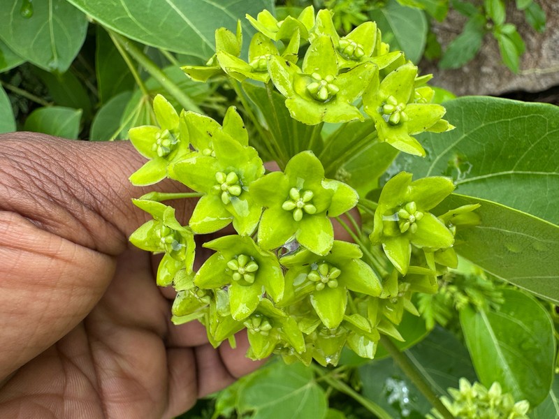Stephanotis volubilis photo 8