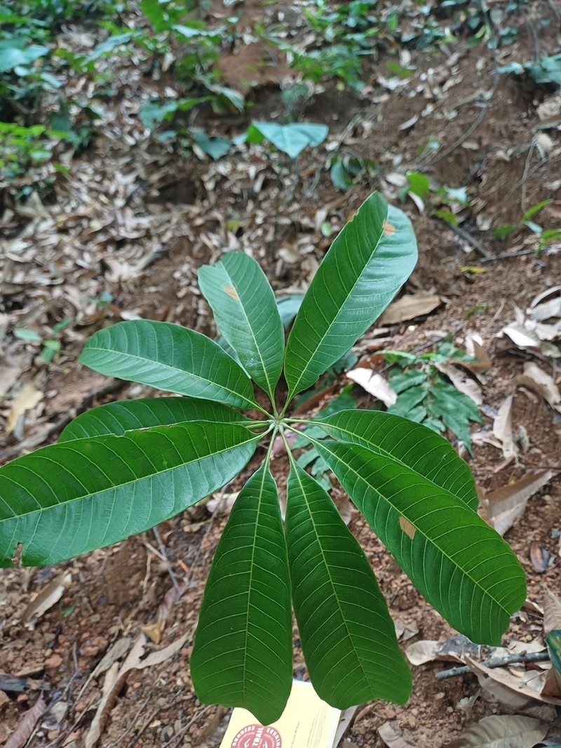 Sterculia allenii