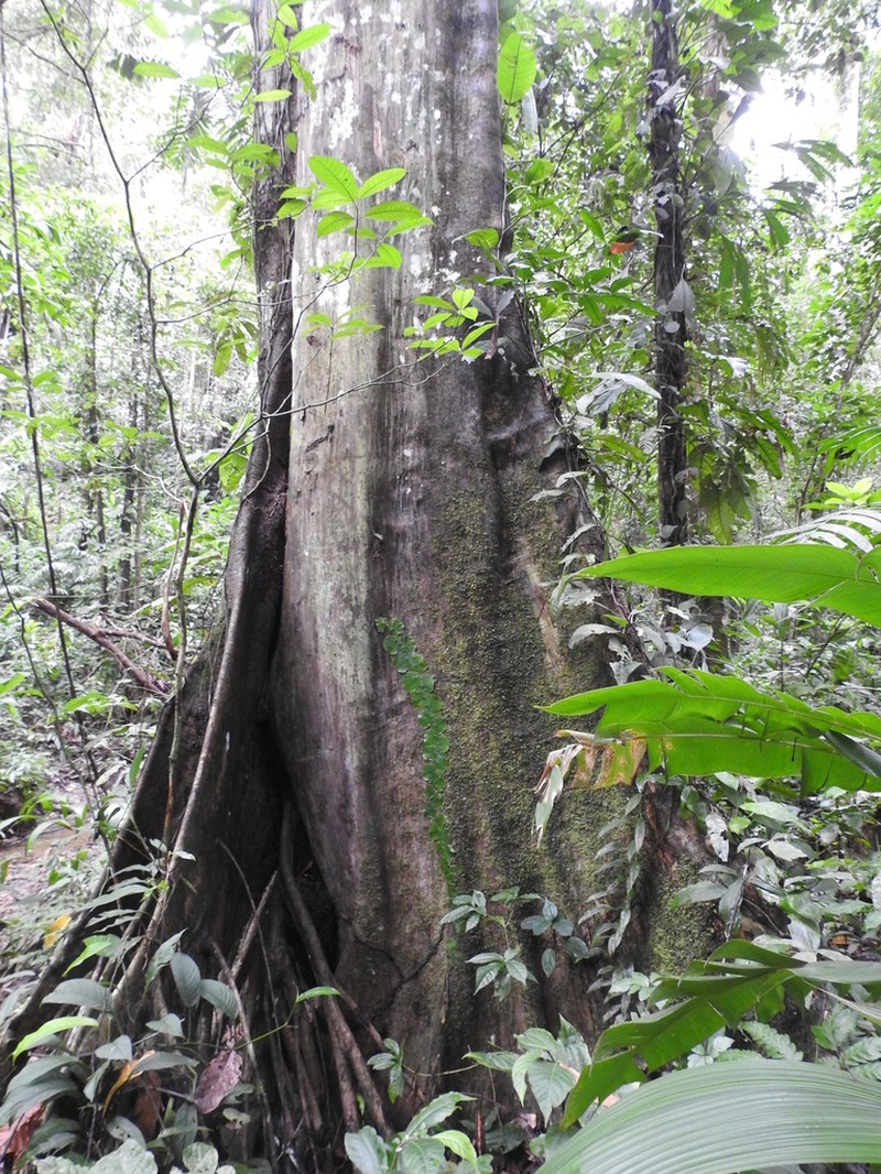 Sterculia allenii photo 4