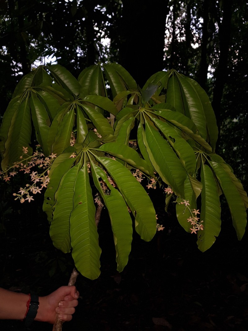 Sterculia allenii photo 5