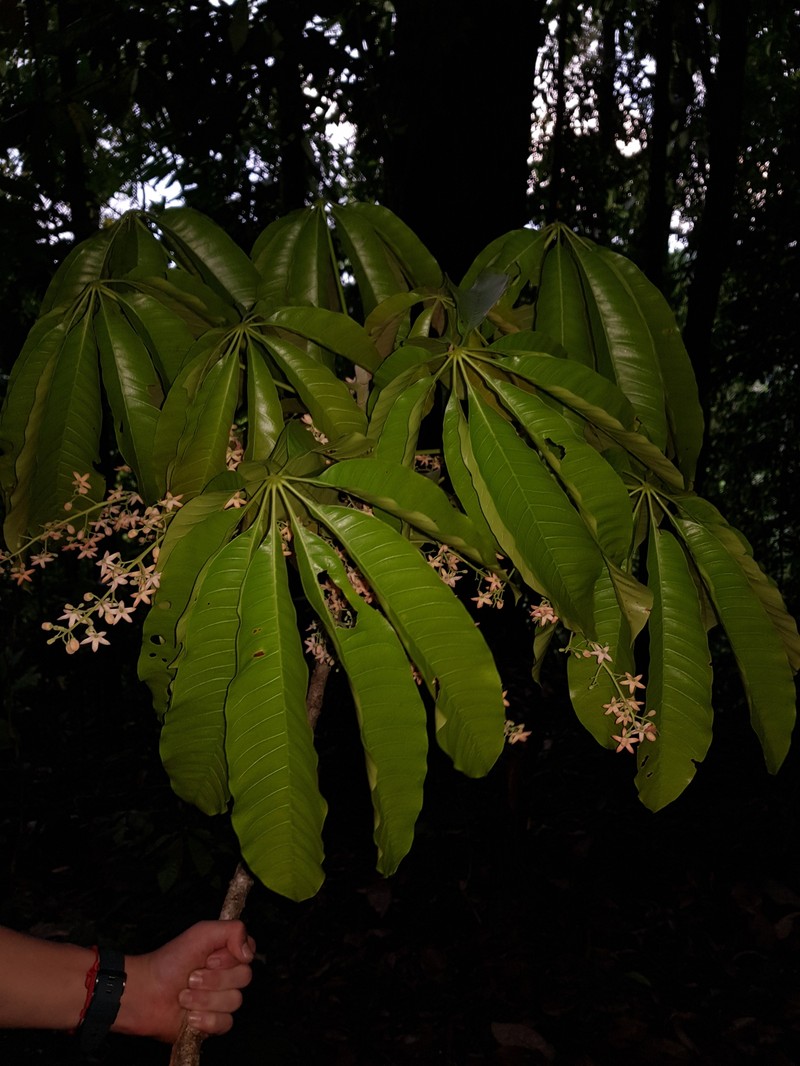 Sterculia allenii photo 7