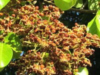 Panama Tree