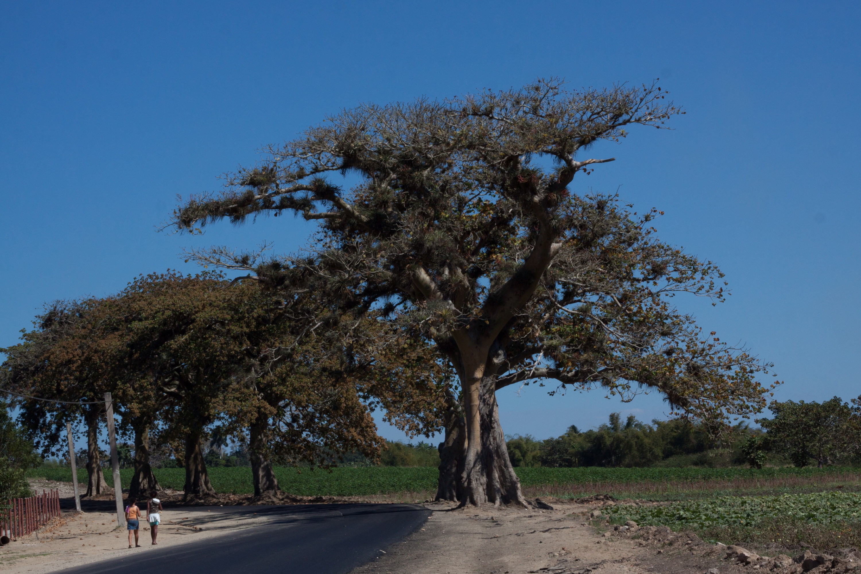 Panama Tree photo 4