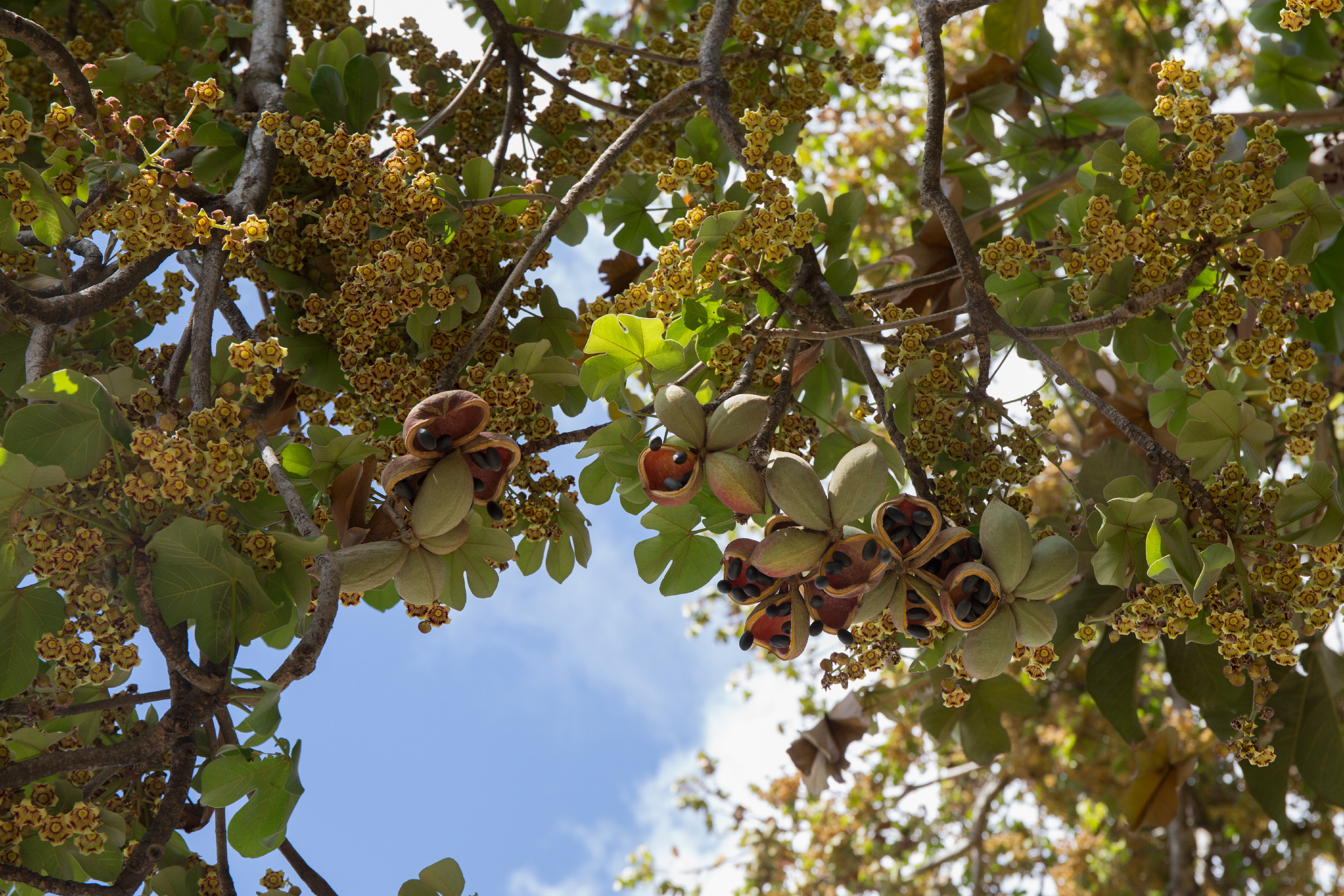Panama Tree photo 5