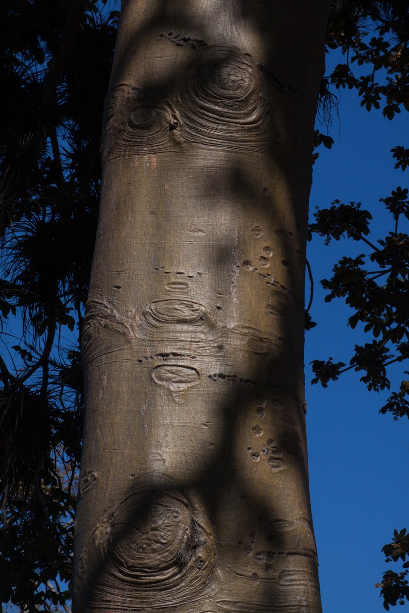 Panama Tree photo 6