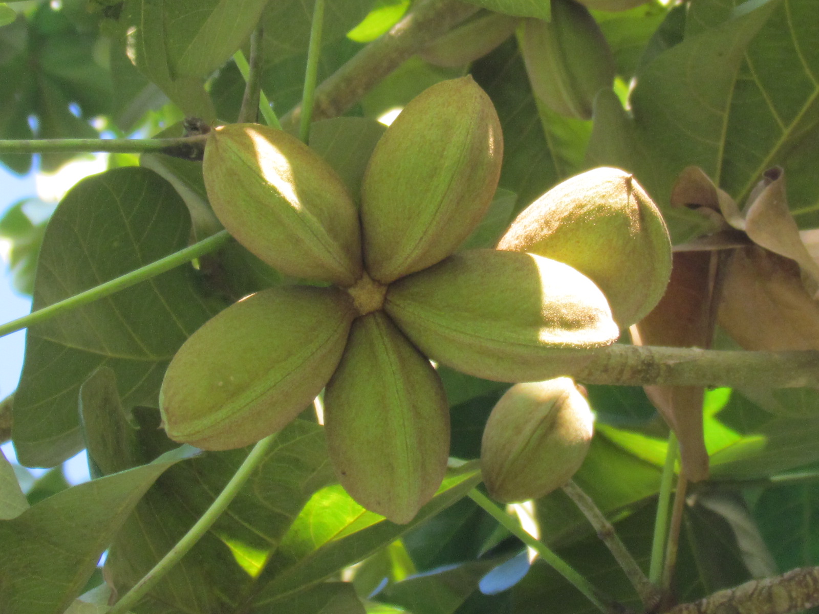 Panama Tree photo 7