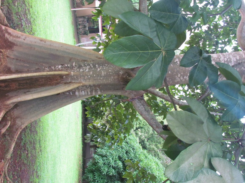 Panama Tree photo 8