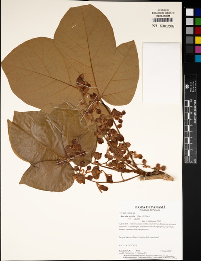 Sterculia apetala var. apetala