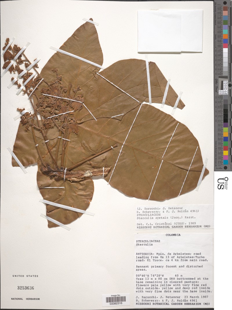 Sterculia apetala var. apetala photo 2