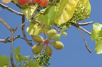 Sterculia ceramica