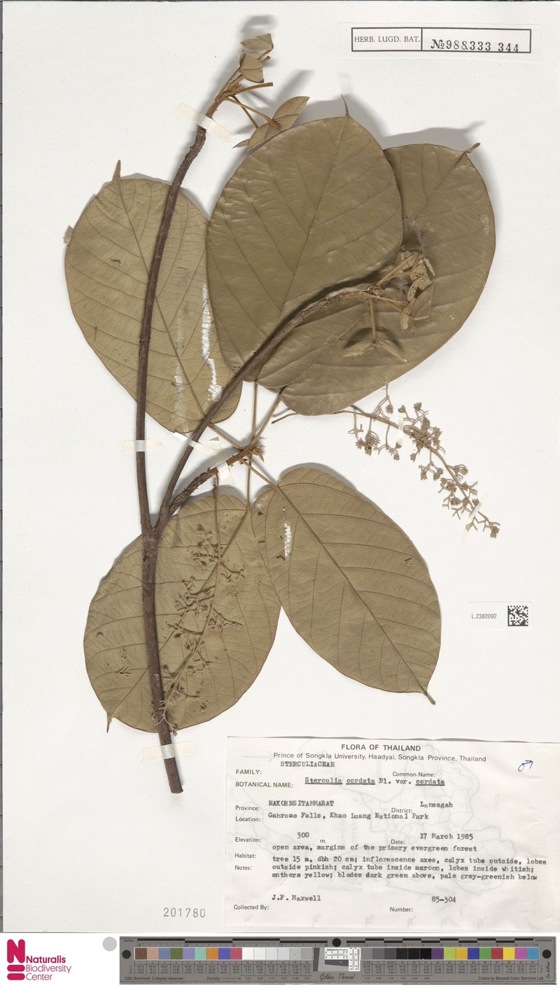 Sterculia cordata var. cordata