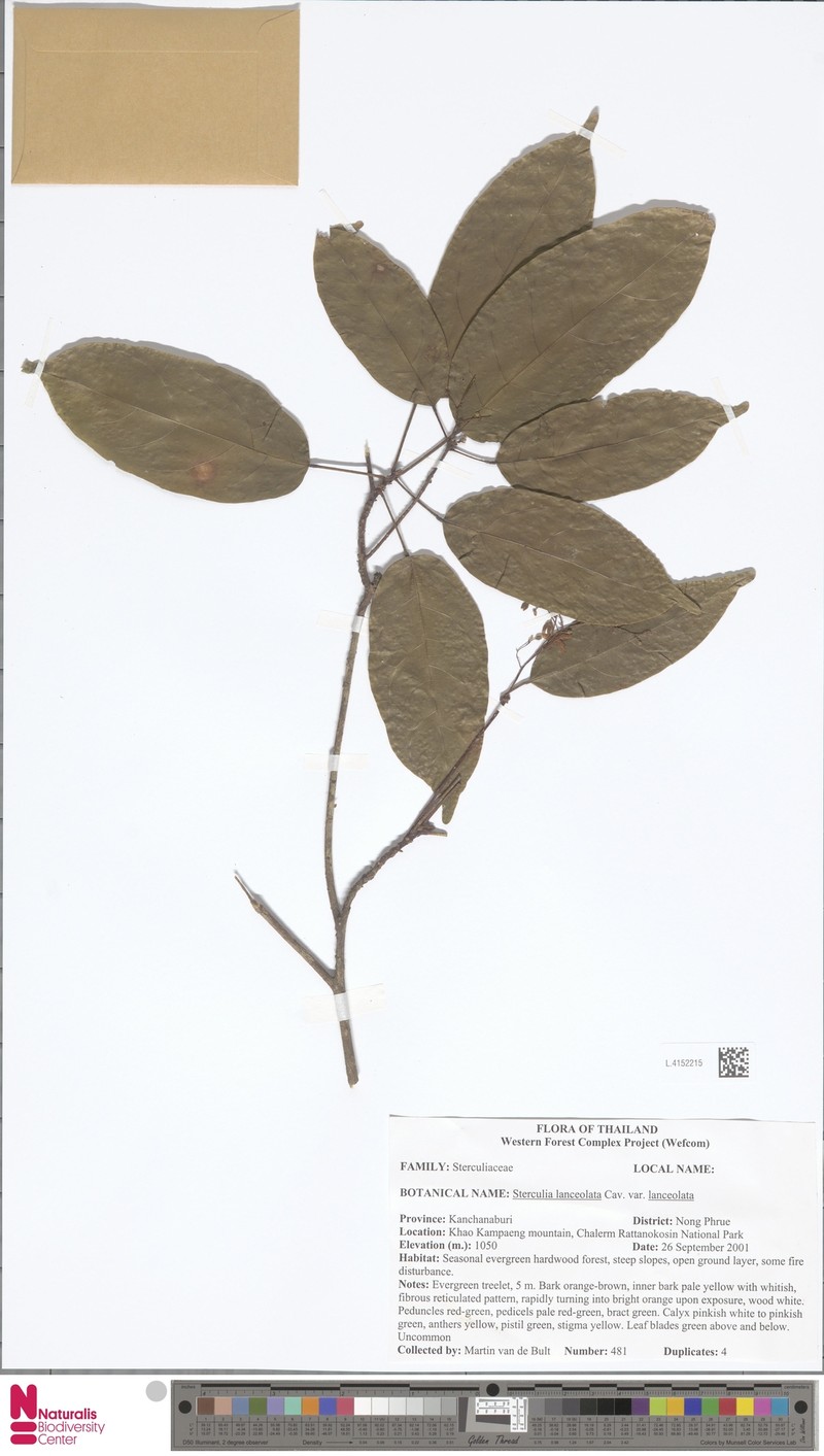 Sterculia lanceolata var. lanceolata