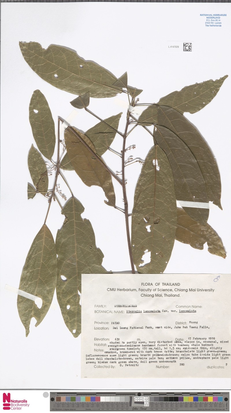 Sterculia lanceolata var. lanceolata photo 2