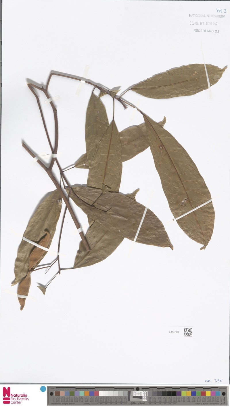 Sterculia lanceolata var. lanceolata photo 3