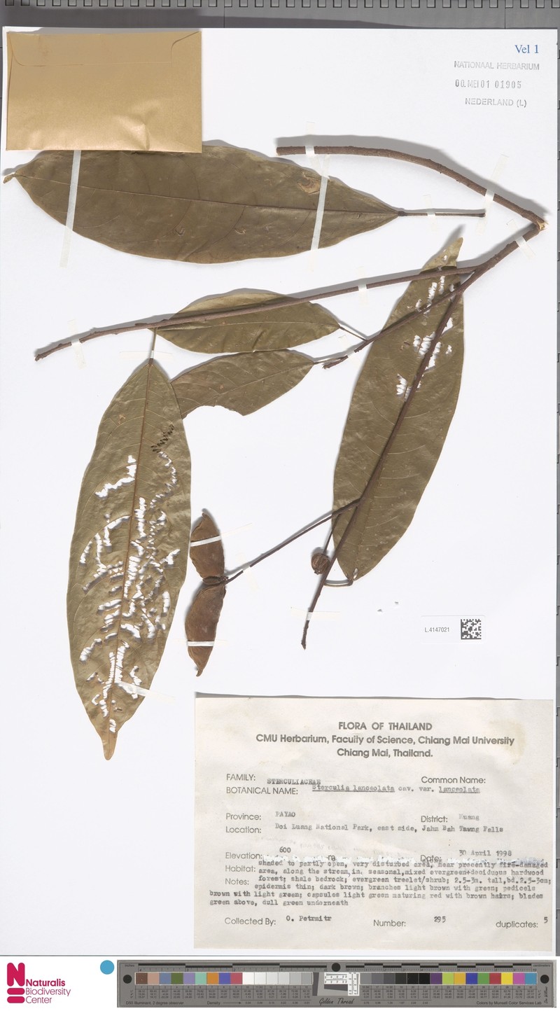 Sterculia lanceolata var. lanceolata photo 4