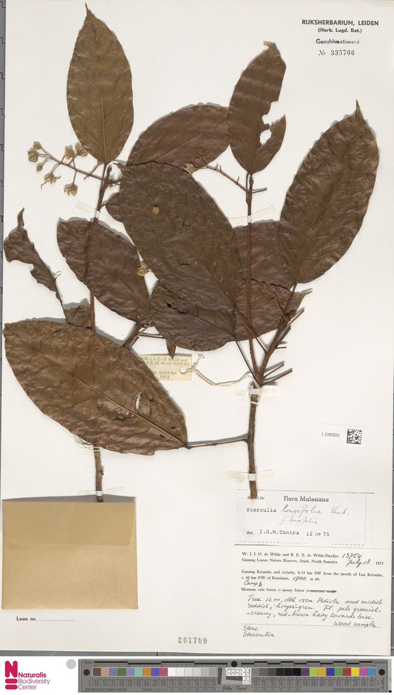 Sterculia longifolia f. longifolia