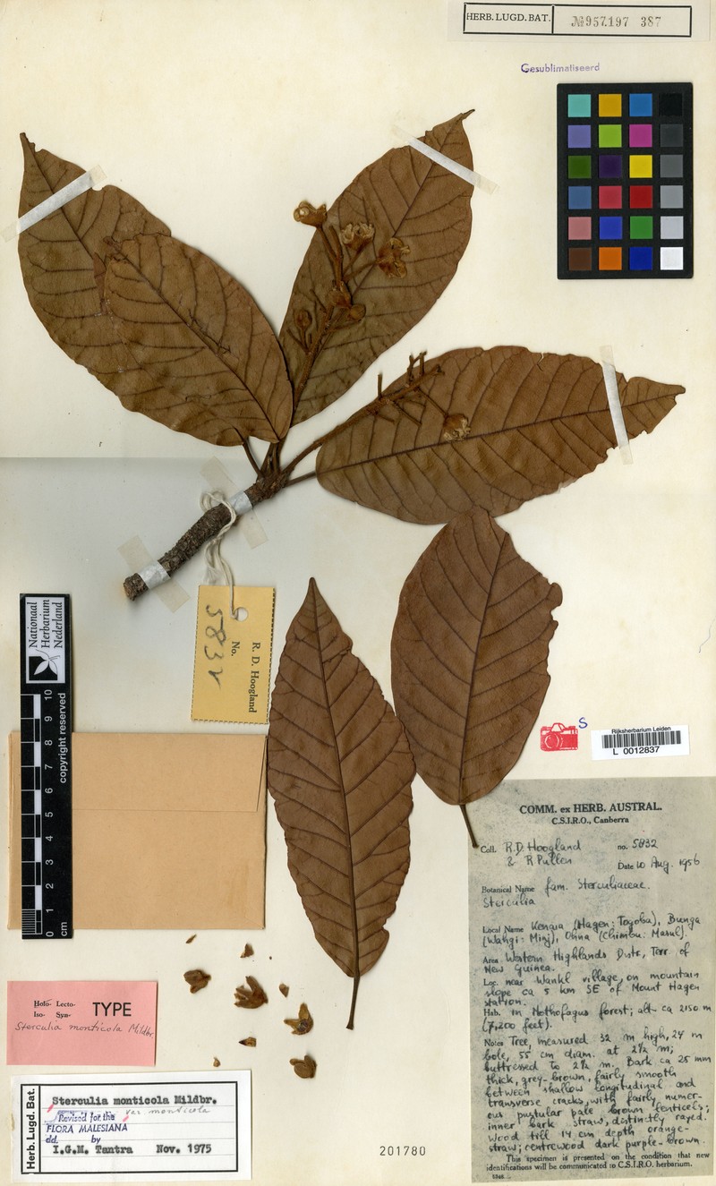 Sterculia monticola var. monticola