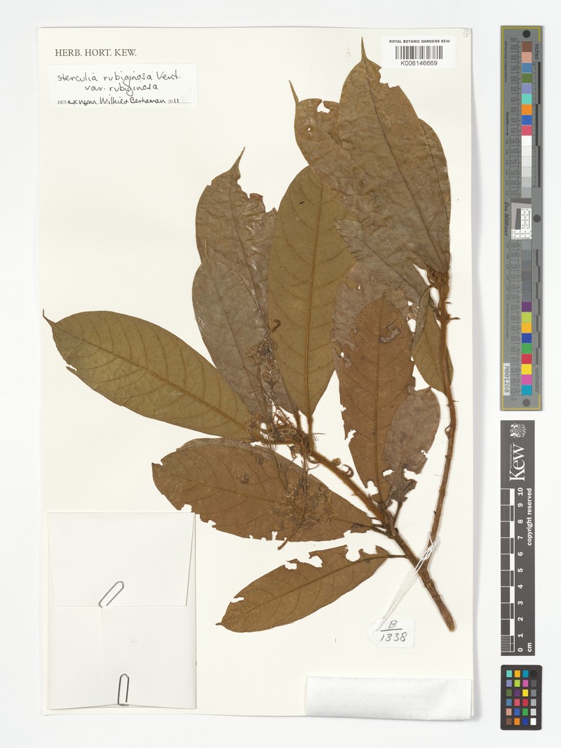 Sterculia rubiginosa var. rubiginosa