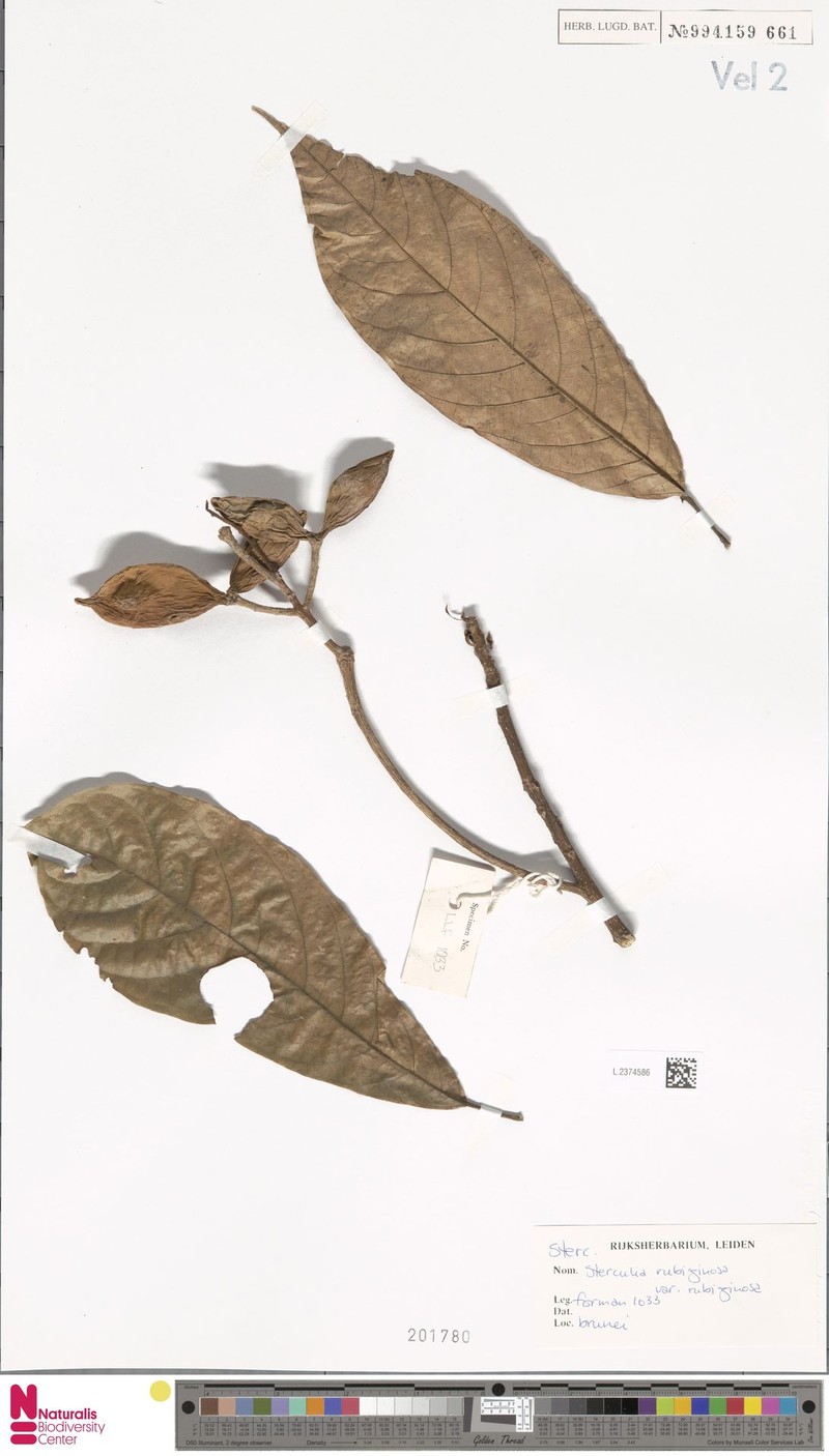 Sterculia rubiginosa var. rubiginosa photo 2