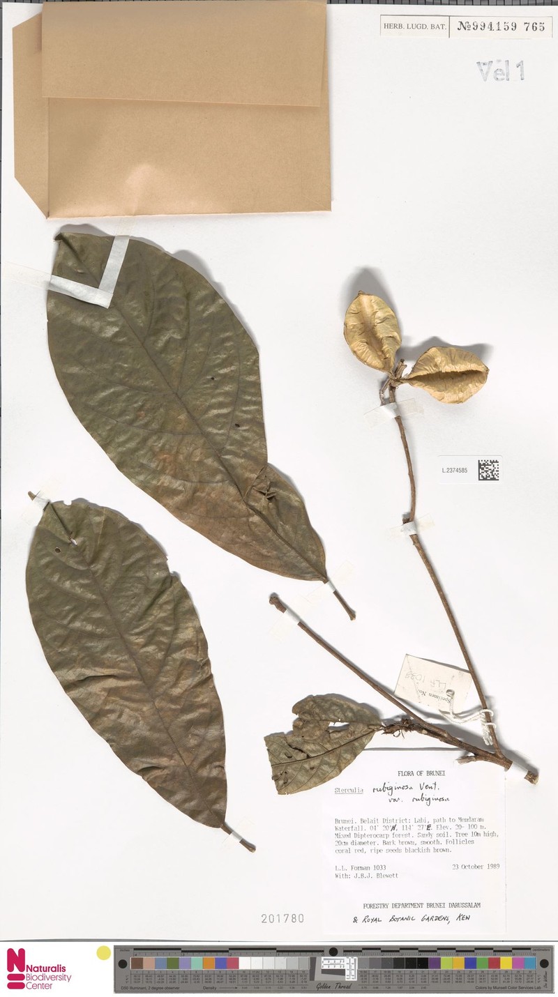 Sterculia rubiginosa var. rubiginosa photo 3